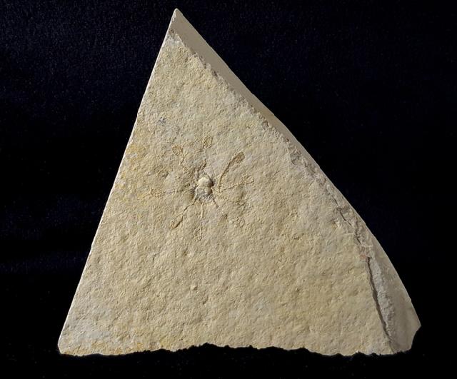 Saccocoma tenella (GOLDFUSS 1831) - Bild © FossNet FossilienStore